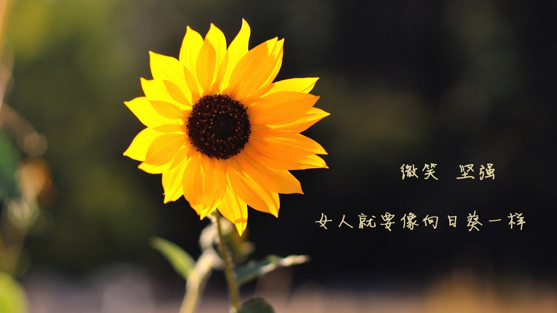 电竞电竞社区治理策略与玩家积极参与机制创新，电竞社管理